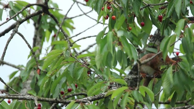&Eacute;cureuil roux qui s&rsquo;&eacute;tire pour attraper et manger des cerises plan rapproch&eacute;