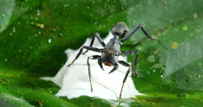 Ant mimic spider (Apantochilus sp.) guarding its eggs, closely resembles turtle ants (genus Cephalotes) on which it feeds. In the rainforest understory in Orellana province, Ecuador.