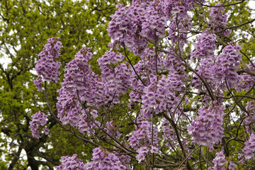 Purple bells of the Paulownia tomentosa, Royal Empress or Foxglove tree, in flower. © Alexandra