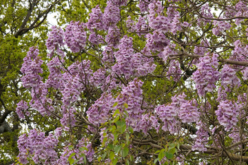 Purple bells of the Paulownia tomentosa, Royal Empress or Foxglove tree, in flower. © Alexandra