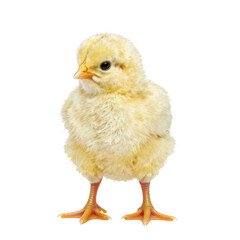 Fototapeta premium Adorable yellow chick standing in a bright studio environment