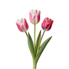 Obraz premium Three pink tulips stand tall against a white background in a minimalist botanical composition