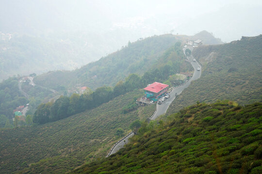Winding mountain road with a red-roofed house among lush tea gardens under misty Himalayan skies at Kurseong