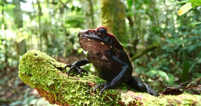Amazonian Spotted Toad (Rhaebo guttatus), In its natural habitat, on a mossy log in the rainforest, Orellana province, Ecuador