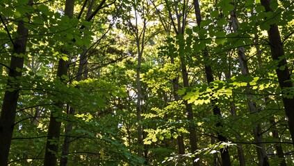 Fototapeta premium Sunlight filters through the canopy of a dense forest creating dappled light on leaves and branches