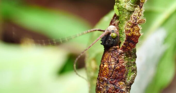 Stick insect Prisopus sp. The flanges on the body and limbs provide excellent camouflage when it is on a branch. In Yasuni National Park, Orellana province, Ecuador