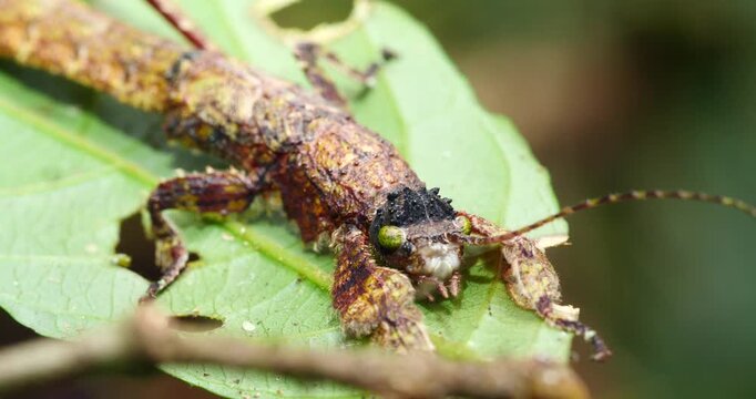 Stick insect Prisopus sp. The flanges on the body and limbs provide excellent camouflage when it is on a branch. In Yasuni National Park, Orellana province, Ecuador