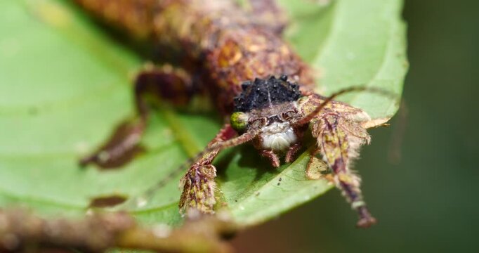 Stick insect Prisopus sp. The flanges on the body and limbs provide excellent camouflage when it is on a branch. In Yasuni National Park, Orellana province, Ecuador