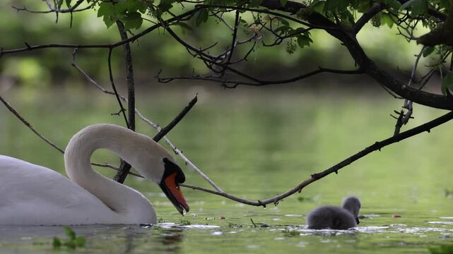 View of a mute swan swimming with its grey cygnets in the calm green water of a pond under overhanging tree branches in Mulhouse, Grand Est, France.