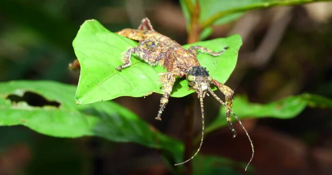 Stick insect Prisopus sp. The flanges on the body and limbs provide excellent camouflage when it is on a branch. In Yasuni National Park, Orellana province, Ecuador