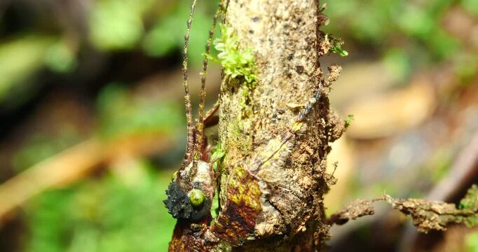 Stick insect Prisopus sp. The flanges on the body and limbs provide excellent camouflage when it is on a branch. In Yasuni National Park, Orellana province, Ecuador