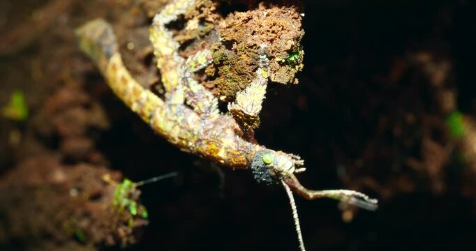 Stick insect Prisopus sp. The flanges on the body and limbs provide excellent camouflage when it is on a branch. In Yasuni National Park, Orellana province, Ecuador