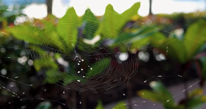 Spider Web Between Green Leaves In Sunlight Natural Outdoor Background With Delicate Texture Soft Bokeh And Fresh Botanical Atmosphere