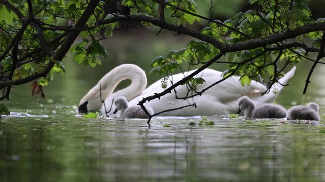 View of a white swan and its grey cygnets swimming on a calm pond under green tree branches in Mulhouse, Grand Est, France.