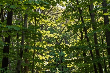 Obraz premium Sunlight filtering through a canopy of lush green leaves in a vibrant forest setting