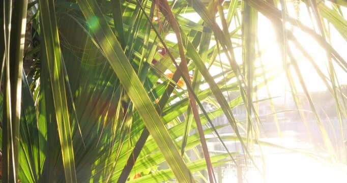 Sunlight Streaming Through Tropical Palm Leaves In Warm Summer Light Natural Botanical Background With Bright Lens Flare Lush Green Texture And Sunny Outdoor Atmosphere