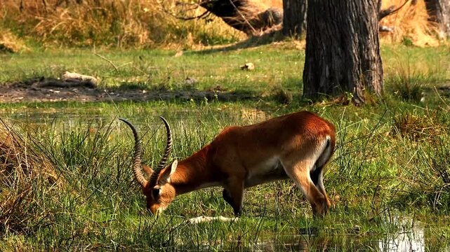 red lechwe eating grass in the water of marshland 363