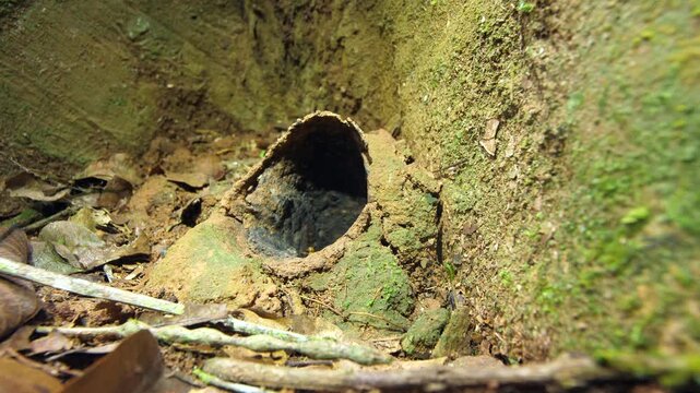 Meliponine bees at the entrance to their nest. These bees make their nest on the large soil mounds of leaf cutter ant nests (Atta sp.). In Yasuni National Park, Orellana province, Ecuador