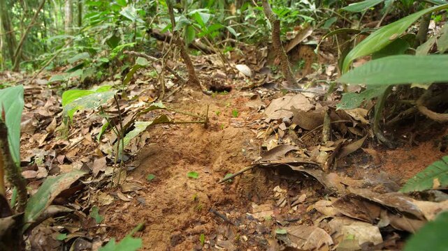 Leaf Cutter Ants (Atta sp.) walking along the forest floor to their nest. in their natural habitat, pristine tropical rainforest in Orellana province in the Ecuadorian Amazon