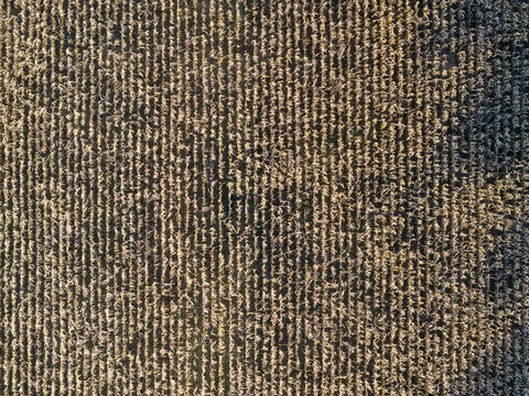 Wheat Field - Monroe Township, US