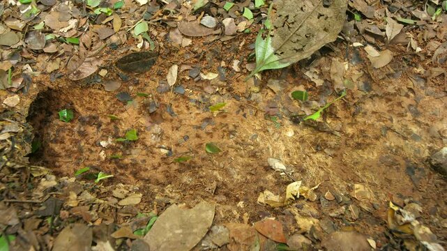 Leaf Cutter Ants (Atta sp.) walking along the forest floor to their nest. in their natural habitat, pristine tropical rainforest in Orellana province in the Ecuadorian Amazon