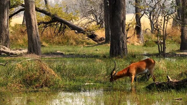 red lechwe, Kobus leche leche, eating grass in the water of marshland 361