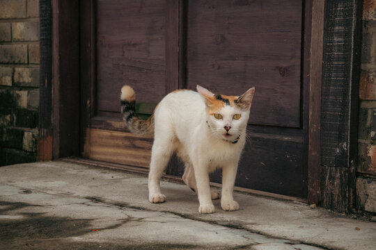 Chat dans le Suncheon Drama filming, Cor&eacute;e du Sud, Asie
