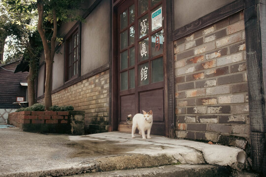 Chat dans le Suncheon Drama filming, Cor&eacute;e du Sud, Asie