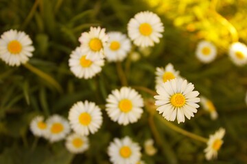 Obraz premium Close-up of beautiful white daisy flowers with yellow centers blooming in the garden. Spring nature background.