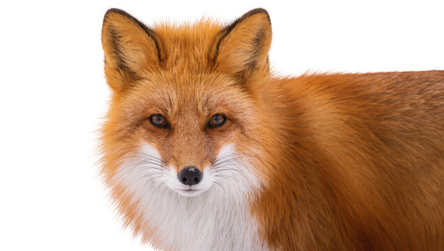 Red-furred Fox Portrait with Intense Gaze and White Fur Detail