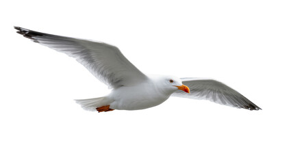 White flying seagull with orange beak and outstretched wings © Ari