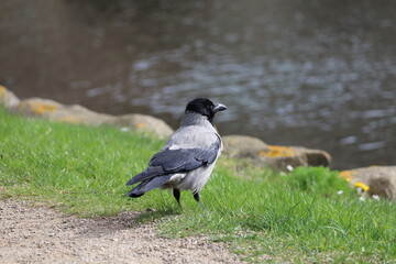 Fototapeta premium crow on the ground near lake 