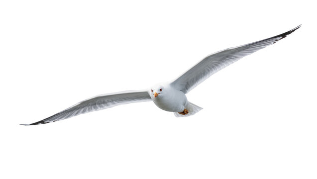 Gray flying seagull with outstretched wings and yellow beak