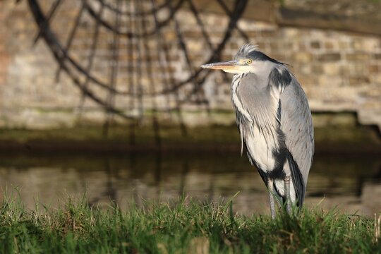 Grey heron standing on river bank in front of spikes in winter light