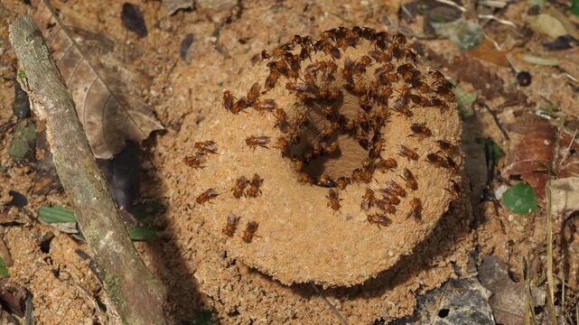 Meliponine bees at the entrance to their nest. These bees make their nest on the large soil mounds of leaf cutter ant nests (Atta sp.). In Yasuni National Park, Orellana province, Ecuador