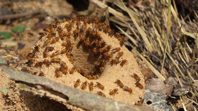 Meliponine bees at the entrance to their nest. These bees make their nest on the large soil mounds of leaf cutter ant nests (Atta sp.). In Yasuni National Park, Orellana province, Ecuador