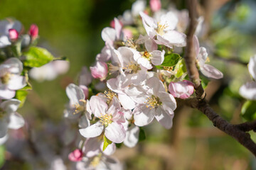 Fototapeta premium Delicate white blossoms bloom on apple tree branches. Soft pink buds peek through fresh green leaves. Sunlight highlights petals with gentle, natural glow. Image captures early spring renewal