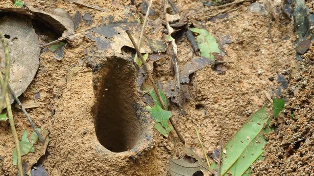 Meliponine bees at the entrance to their nest. These bees make their nest on the large soil mounds of leaf cutter ant nests (Atta sp.). In Yasuni National Park, Orellana province, Ecuador
