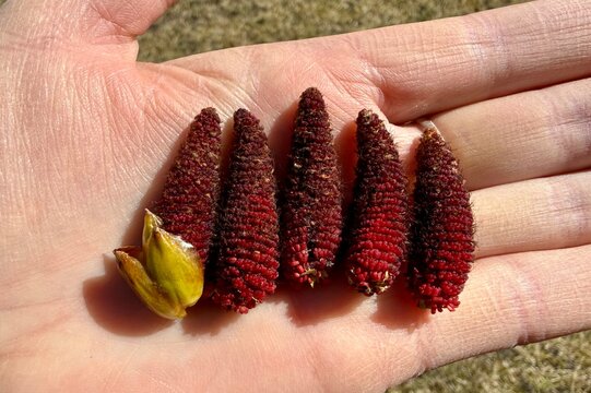 Close up of red alder catkins and bud resting on human palm in sunlight. Detailed spring tree reproductive structures with natural texture, seasonal botany and macro outdoor view.