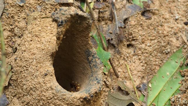 Meliponine bees at the entrance to their nest. These bees make their nest on the large soil mounds of leaf cutter ant nests (Atta sp.). In Yasuni National Park, Orellana province, Ecuador