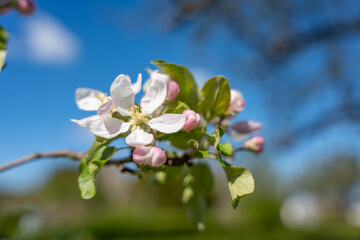 Obraz premium White apple blossoms bloom against a bright blue sky. Delicate petals surround yellow stamens on a green branch. Soft focus background highlights spring's fresh renewal. Ideal for themes of growth