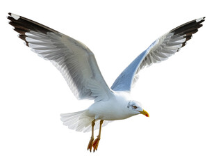 Fototapeta premium A white seagull flies with wings spread wide in the coastal area isolated for travel agencies to design vacation ads on a transparent background to symbolize freedom and the sea