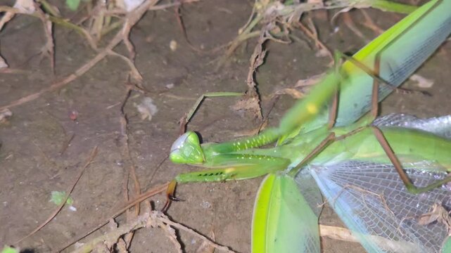 Praying mantis struggling on the ground with its wings spread among dry leaves and soil 4k Footage