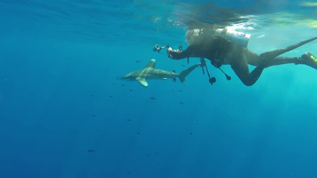 Beneath the sunlit surface, a diver gracefully glides through crystal-clear waters. A magnificent Oceanic Whitetip Shark approaches, showcasing its beauty during this captivating underwater ballet.