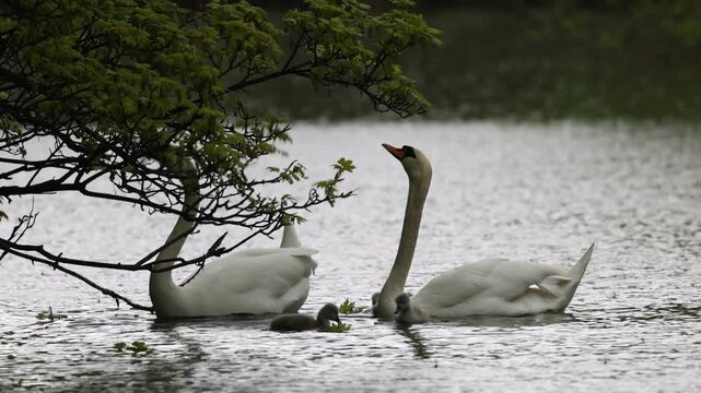 View of two adult mute swans and their grey cygnets swimming on a calm lake under overhanging green tree branches in Mulhouse, Grand Est, France.