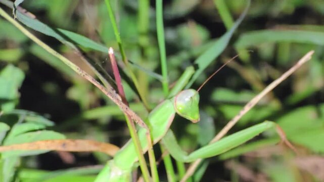 Praying mantis insect resting on a green plant stem in a lush summer garden during a bright afternoon 4k Footage
