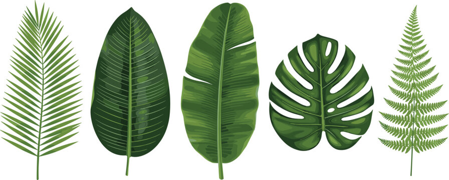 Tropical green leaves collection with palm banana monstera and fern botanical vector illustration set