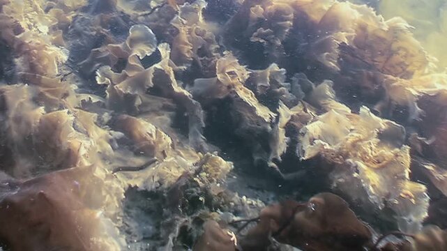 Sunlight filters through water, creating shimmering effects. Various plants sway with ocean currents near Cape Cod. Water visibility shifts with the currents of the day.