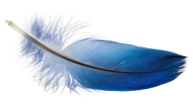 Vibrant blue feather with fluffy downy barbs and quill