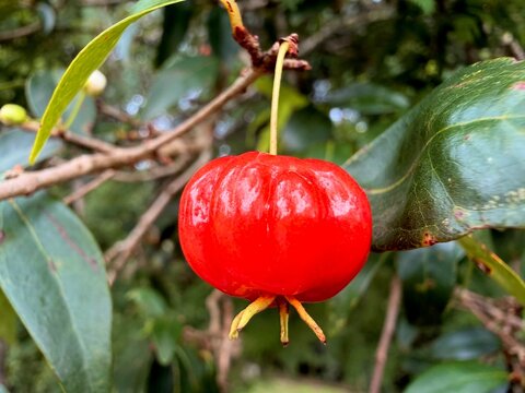 Close-up ripe pitanga fruit (eugenia uniflora), isolated hanging in the tree. Sweet fruit with a unique flavor and it is easily found in South America, also known as the Brazilian cherry.